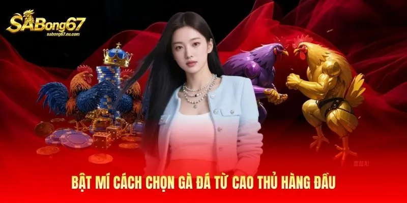 Bật mí cách chọn gà đá từ cao thủ hàng đầu