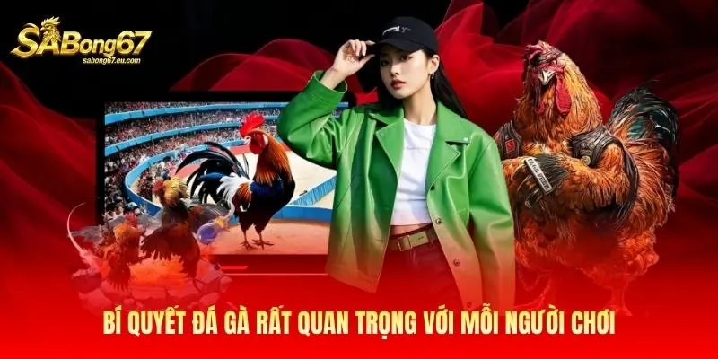 Bí quyết đá gà rất quan trọng với mỗi người chơi Bí quyết đá gà rất quan trọng với mỗi người chơi