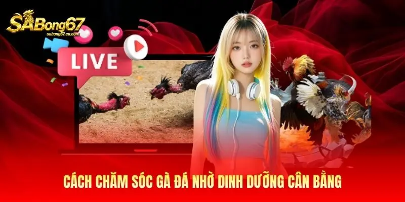 Cách chăm sóc gà đá nhờ dinh dưỡng cân bằng