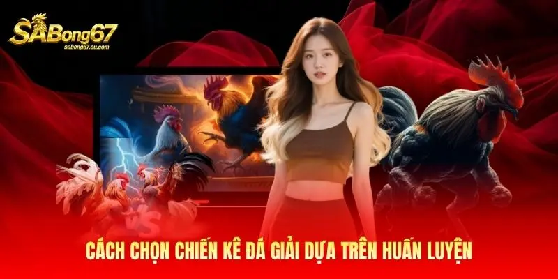 Cách chọn chiến kê đá giải dựa trên huấn luyện