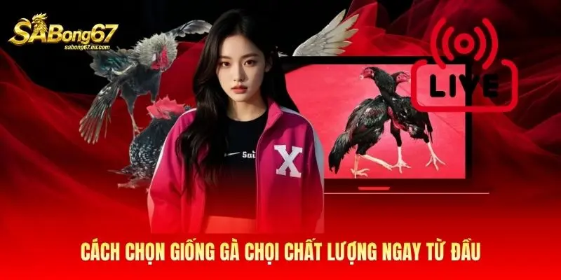 Cách chọn giống gà chọi chất lượng ngay từ đầu