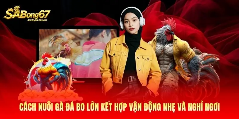 Cách nuôi gà đá bo lớn kết hợp vận động nhẹ và nghỉ ngơi