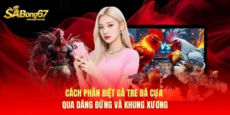 Cách phân biệt gà tre đá cựa qua dáng đứng và khung xương