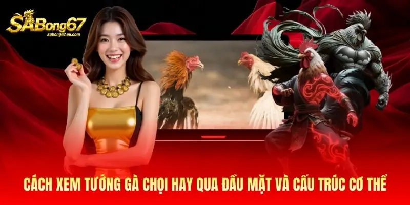 Cách xem tướng gà chọi hay qua đầu mặt và cấu trúc cơ thể