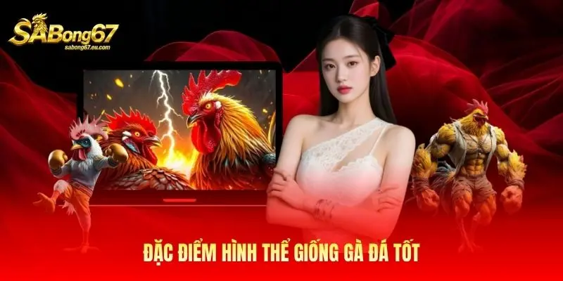 Đặc điểm hình thể giống gà đá tốt
