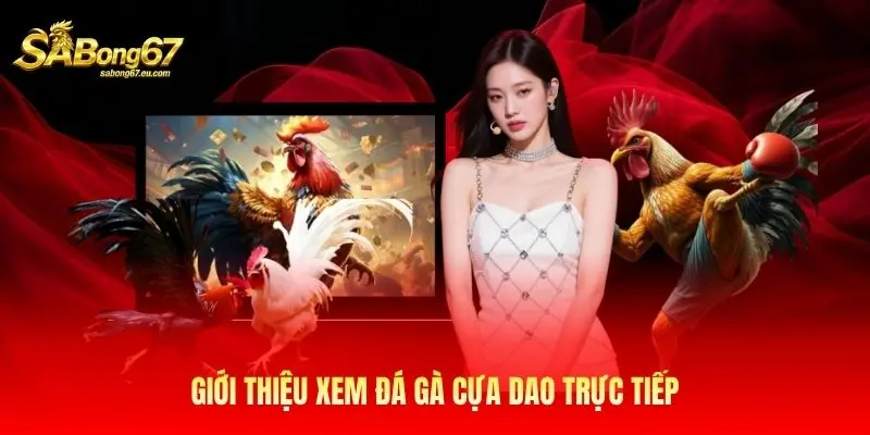 Giới thiệu xem đá gà cựa dao trực tiếp