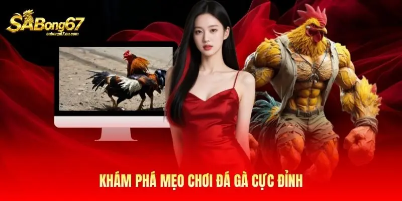 Khám phá mẹo chơi đá gà cực đỉnh Khám phá mẹo chơi đá gà cực đỉnh