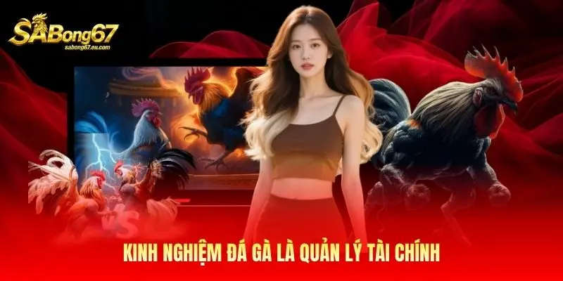 Kinh nghiệm đá gà là quản lý tài chính