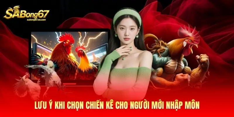 Lưu ý khi chọn chiến kê cho người mới nhập môn
