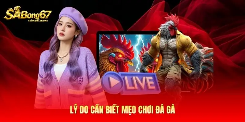 lý do cần biết mẹo chơi đá gà lý do cần biết mẹo chơi đá gà