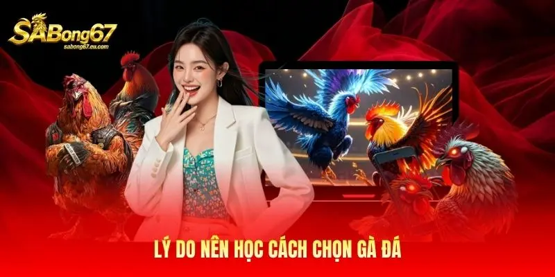 Lý do nên học cách chọn gà đá