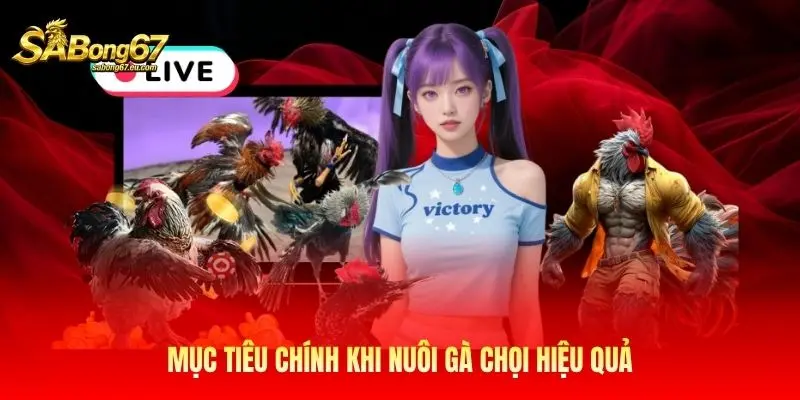 Mục tiêu chính khi nuôi gà chọi hiệu quả