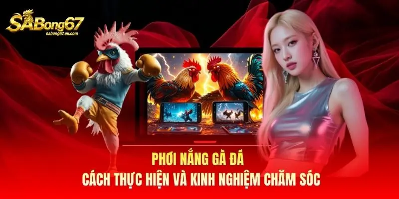 Phơi Nắng Gà Đá – Cách Thực Hiện Và Kinh Nghiệm Chăm Sóc