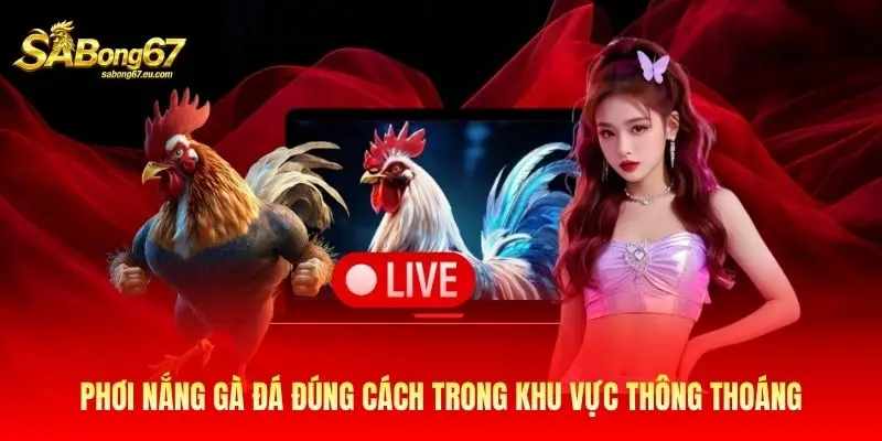 Phơi nắng gà đá đúng cách trong khu vực thông thoáng