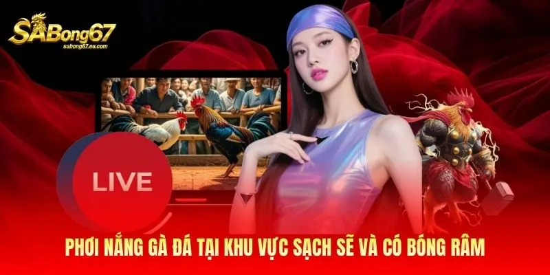 Phơi nắng gà đá tại khu vực sạch sẽ và có bóng râm