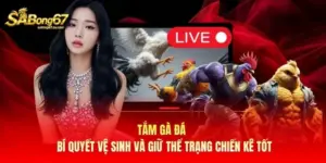 Tắm Gà Đá – Bí Quyết Vệ Sinh Và Giữ Thể Trạng Chiến Kê Tốt