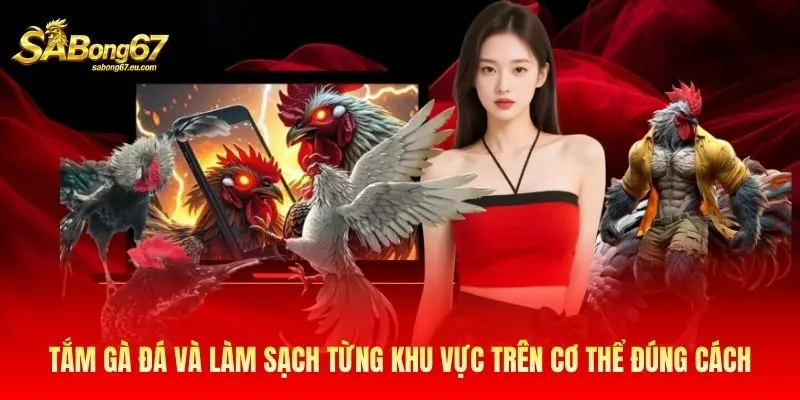 Tắm gà đá và làm sạch từng khu vực trên cơ thể đúng cách