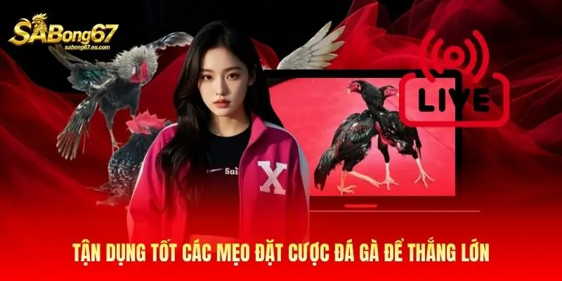 Tận dụng tốt các mẹo đặt cược đá gà để thắng lớn