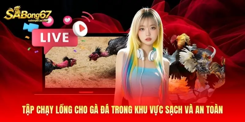 Tập chạy lồng cho gà đá trong khu vực sạch và an toàn