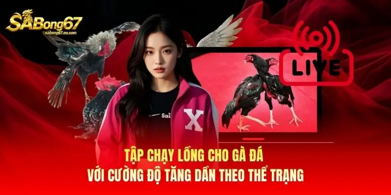 Tập chạy lồng cho gà đá với cường độ tăng dần theo thể trạng