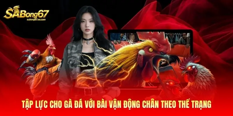 Tập lực cho gà đá với bài vận động chân theo thể trạng