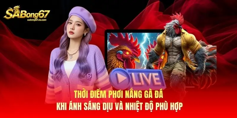 Thời điểm phơi nắng gà đá khi ánh sáng dịu và nhiệt độ phù hợp