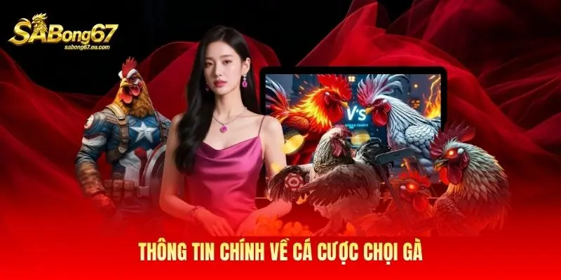 Thông tin chính về cá cược chọi gà Thông tin chính về cá cược chọi gà