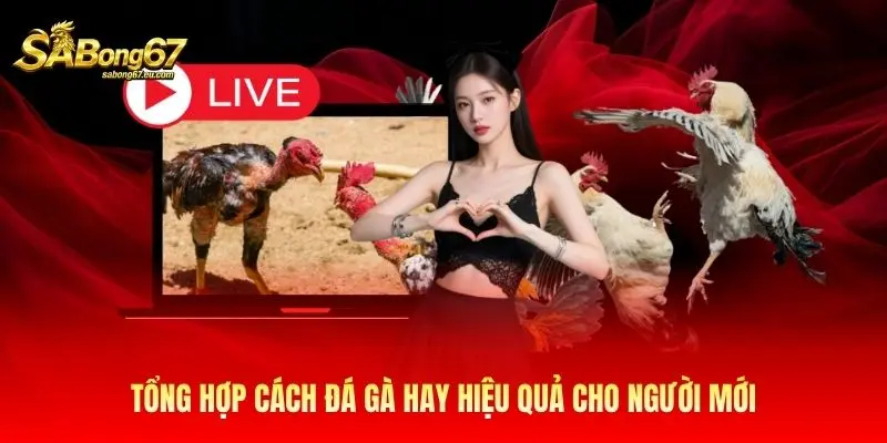 Tổng hợp cách đá gà hay hiệu quả cho người mới