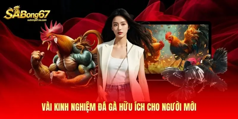 Vài kinh nghiệm đá gà hữu ích cho người mới